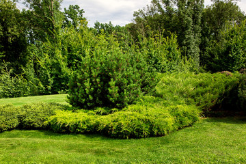 greenery spaces in the park with evergreen bushes and pine tree, in the background deciduous trees on a sunny summer day.