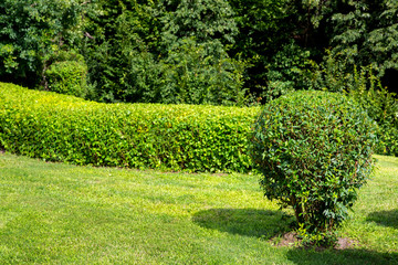 molded trimmed bush and a green lawn in a park and hedges on a sunny summer day.