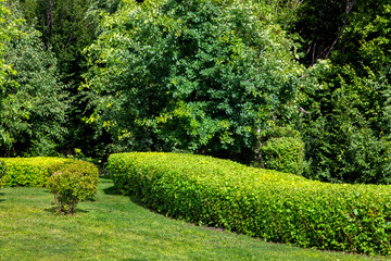 Obraz premium zadbany park z przystrzyżonym trawnikiem i krzewami w słoneczny letni dzień w tle drzewa liściaste.