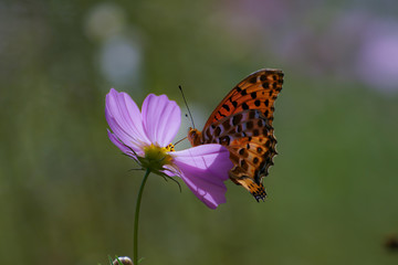 butterfly on flower