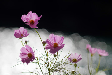 pink flowers on black background