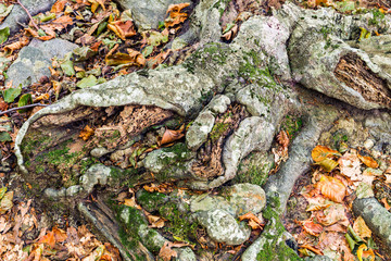 Details of a beech forest in autumn
