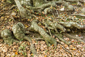 Details of a beech forest in autumn