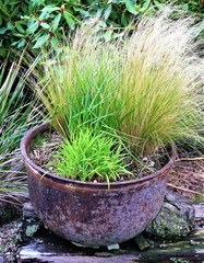 An old iron pot with ornimental grasses