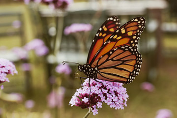 Monarch butterfly at Acadia National Park sitting on a purple flower.  (Danaus plexippus)
