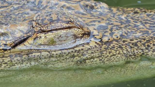 Close up of eye crocodile, open the eye