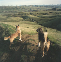 Two dogs exploring  Fujicolor NPH 400 - 294739155