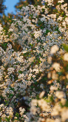 flowers and tree