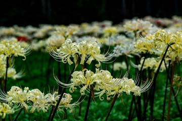 城井谷の黄色彼岸花