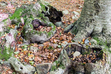 Details of a beech forest in autumn