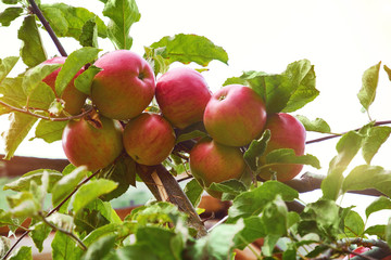 Red ripe apples on tree branch in fruit garden. Autumn harvest of apples.