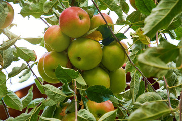 Ripe apples on tree branch in fruit garden. Autumn harvest of apples.