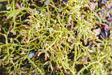 Technology of wine production. Wine making processing. Separate brushes from grapes by automatic destemmer crushing machine. Homemade wine.