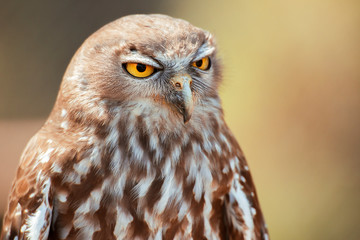 Barking owl with beautiful yellow eyes amongst nature.
