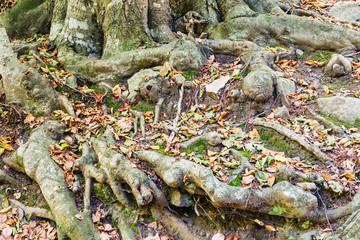 Details of a beech forest in autumn