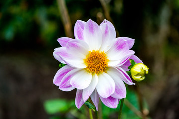 Obraz premium ダリア