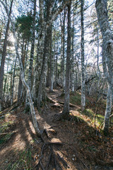 Fototapeta premium Beautiful view. Autumn forest. Golden autumn in Russia in the mountains.