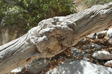 Fototapeta premium Tree Knot