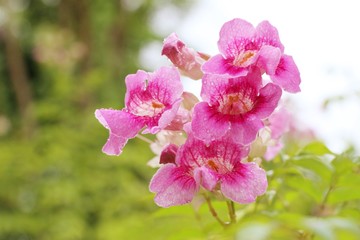 Pink flowers in the tropical