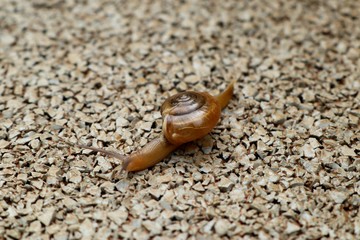 Small snail on the walkway