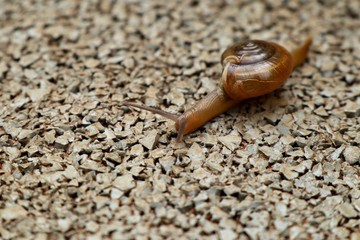 Small snail on the walkway
