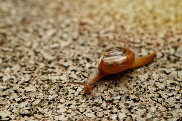 Small snail on the walkway