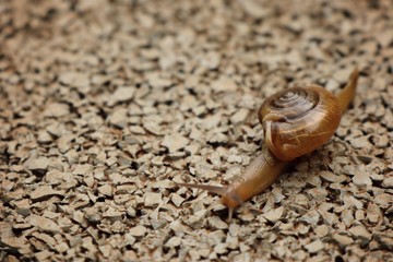 Small snail on the walkway