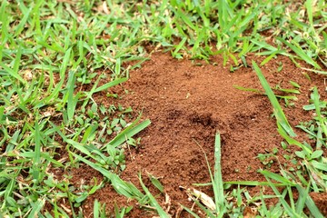 ants nest on the soil