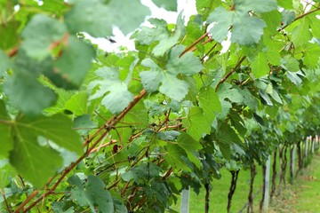 Grape leaves in the vineyard