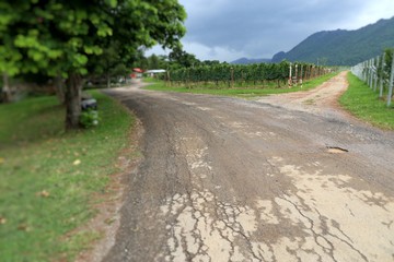 Street road in the vineyard