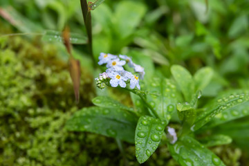 Rain on Forget-Me-Not Flowers in Summer