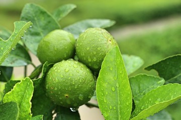 lemons tree in the tropical