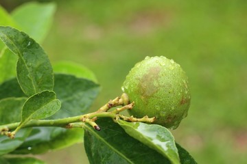 lemons tree in the tropical