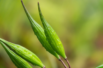 Rain on Swamp Milkweed Pods in Summer