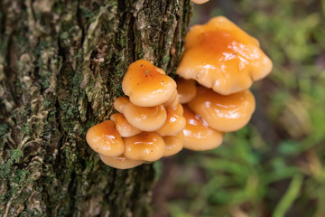Velvet Foot Mushrooms Growing on Tree 