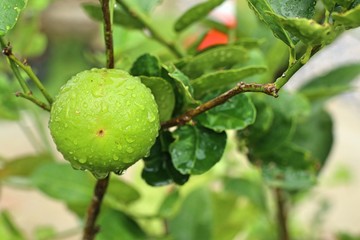 lemons tree in the tropical