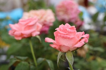 Beautiful rose in the tropical