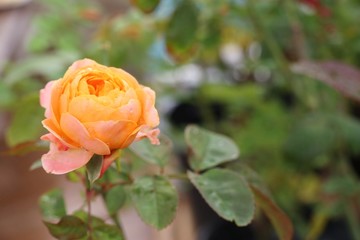 Beautiful rose in the tropical