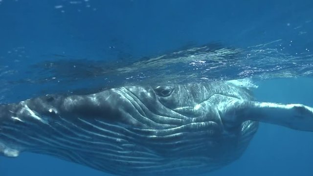 Humpback whale waves its fin and shows its nose above water surface in ocean. Close-up whale underwater in pure transparent water in Tonga Polynesia. Concept of huge amazing sea animals and wildlife.