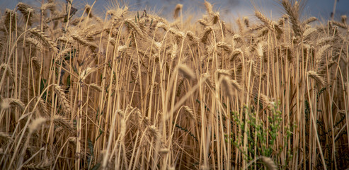 Fototapeta premium close up of a grain field
