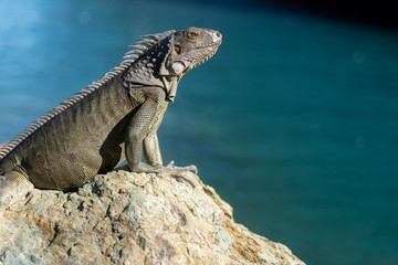 Iguana basking on a rock in St Thomas