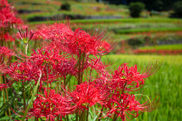 彼岸花と棚田