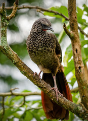 Guacharaca colombiana