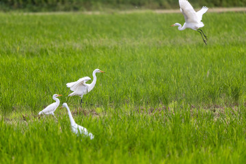 秋の田んぼと白鷺　千葉県佐倉市