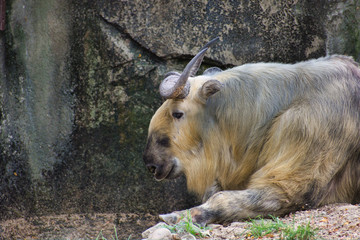 SICHUAN TAKIN or BUDORCUS TAXICOLOR standing near a fence. Laying down in the sunshine near rock wall at the waters edge