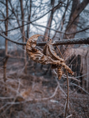 Dry leaf caught on a branch