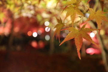 autumn leaves on black background