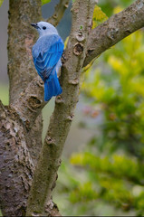 Tángara azul gris, azulejo