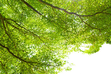 Leaves and branches of large trees spread over the small park.