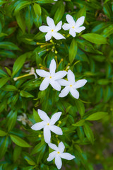  Ervatamia flower, white flower with green leaves.